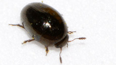 Glattkäfer (Olibrus millefolii)_4.jpg